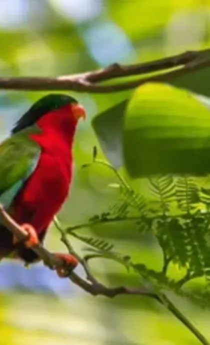 Le 'ura, perruche rouge endémique de Rimatara, sur une branche