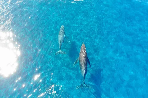 Baleines à bosse au large